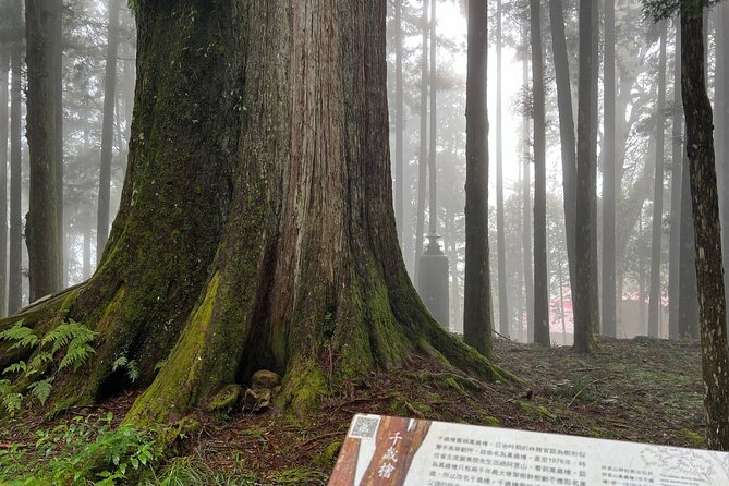Alishan Day Tour from Chiayi (Incl. Park Entrance) - Why Alishan works as a long day from Chiayi