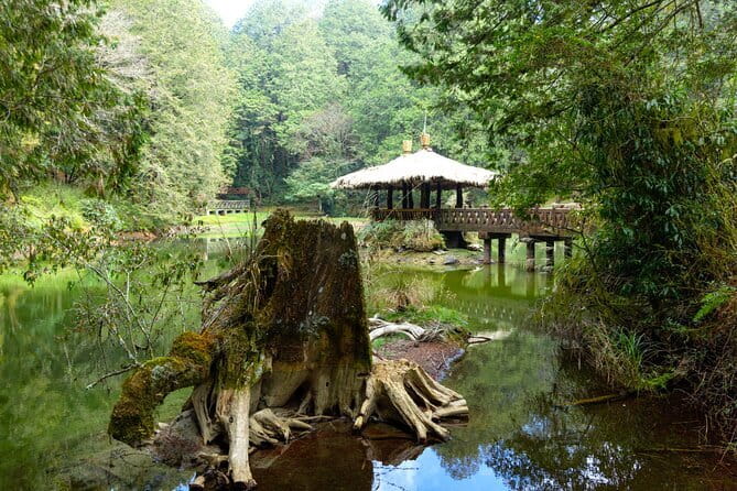 Alishan Join In Day Tour from Taichung (Incl. Park Entrance) - The Long Coach Ride: How to Make the Drive Feel Easier