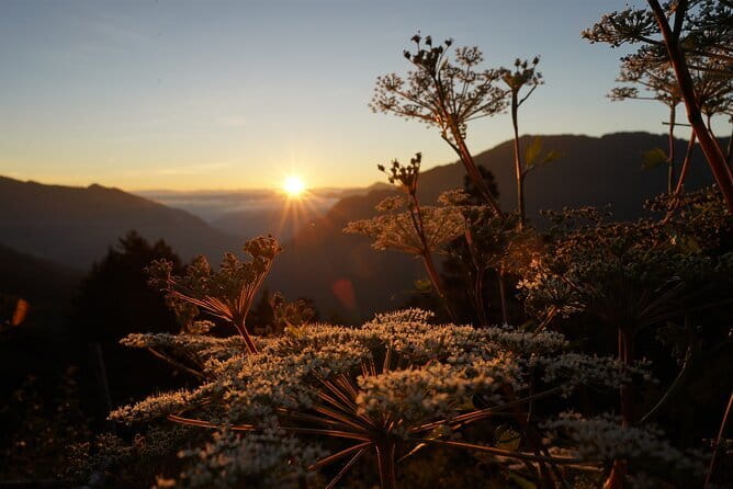 Alishan One Day Tour from Taichung - Alishan National Forest Recreation Area: Where the Day Becomes About Walking