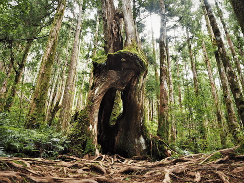 From Taipei: Taipingshan National Forest Private Day Tour - Key highlights at a glance