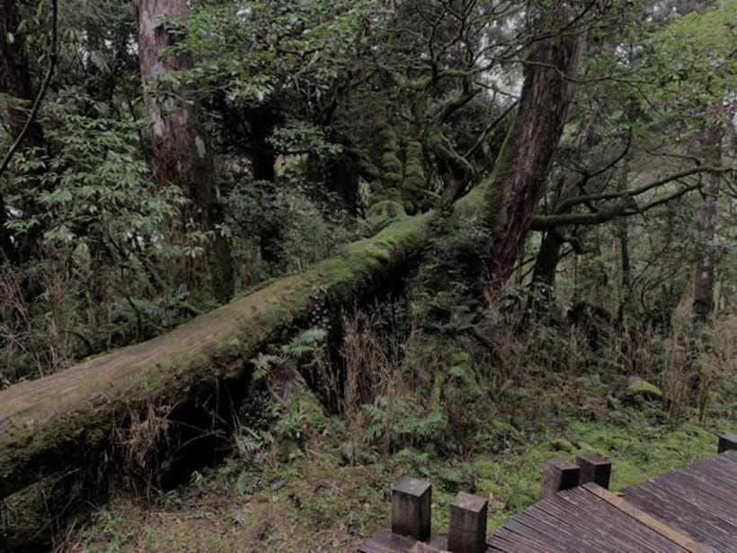From Taipei: Taipingshan National Forest Private Day Tour - Weather reality: fog, mist, and drizzle can change the day
