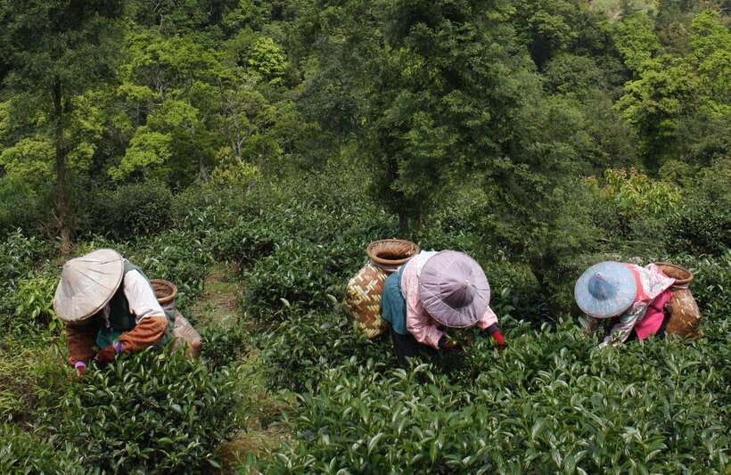 From Taipei: Thousand Island Lake and Pinglin Tea Plantation - Pinglin Old Street and a tea ceremony that lands the lesson