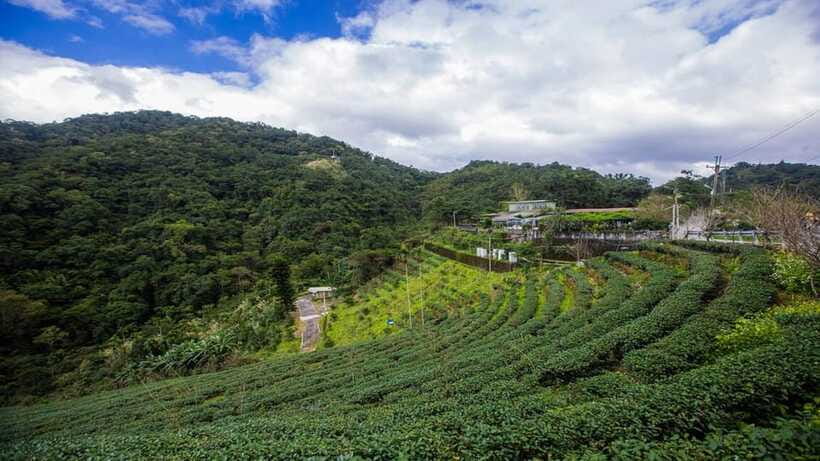 From Taipei: Thousand-Island Lake & Tea Museum Private Tour - The break stop and the Local Tea House finale