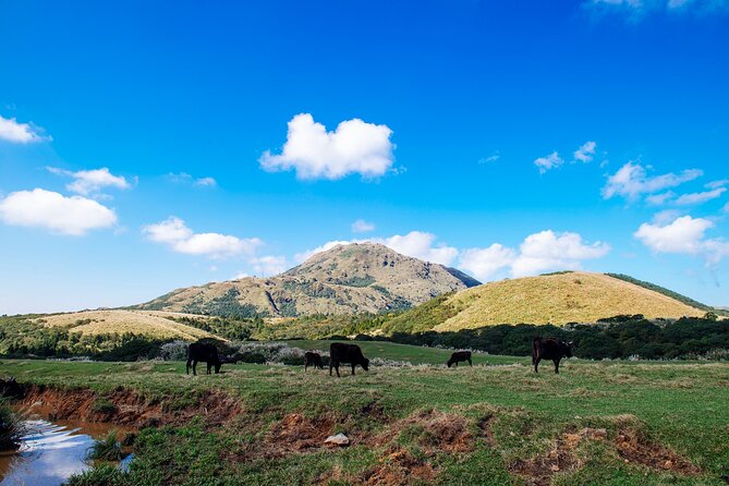 Full-day Tour in Yangmingshan & Beitou from Taipei (Small Group) - Start at Taipei Main Station, finish at Shilin Night Market