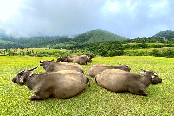 Full-day Tour in Yangmingshan & Beitou from Taipei (Small Group) - How the guide and pacing can change everything