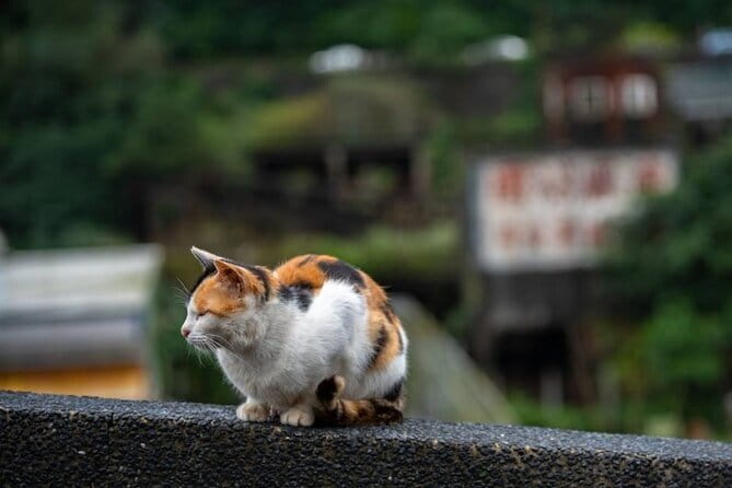 Jiufen, Shifen and Houtong Cat Village Private Tour - Quick hits before you commit