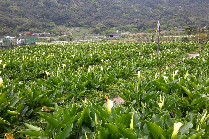 Keelung port pick up day tour ( private group) - Keelung Port Day Trip: Why This Route Works