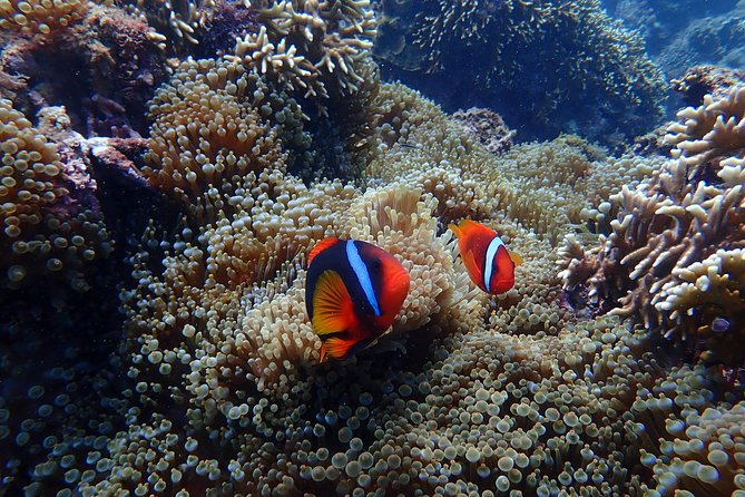 Kenting, Taiwan|Snorkeling Free underwater photography One-on-one with instructor|Taiwan Diving Snorkeling - In the water: fish, coral, and underwater photo moments