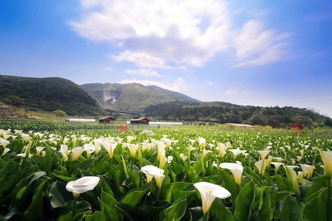 Private Yangmingshan & Beitou Tour from Taipei with Pickup - Entering Yangmingshan National Park: Flower Clock to volcanic paths