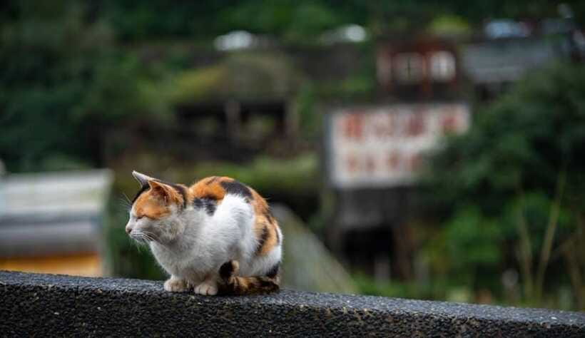 Taipei: Jiufen,Shifen & Houtong Cat Village Private Day Tour - Private Transport From Taipei City That Actually Feels Helpful