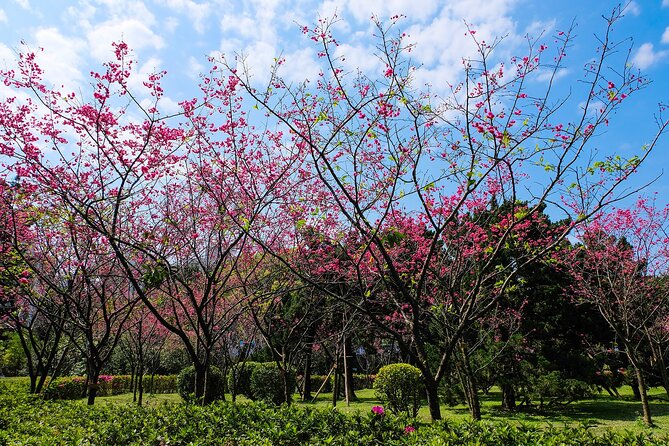 Taipei Timeout: Private 8-Hour Layover Adventures - Turning an 8-Hour Layover into a Real Taipei Sample