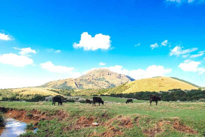 Taipei: Yangmingshan & Beitou Full-Day Tour - Price and Logistics: what $73 gets you, and what it does not