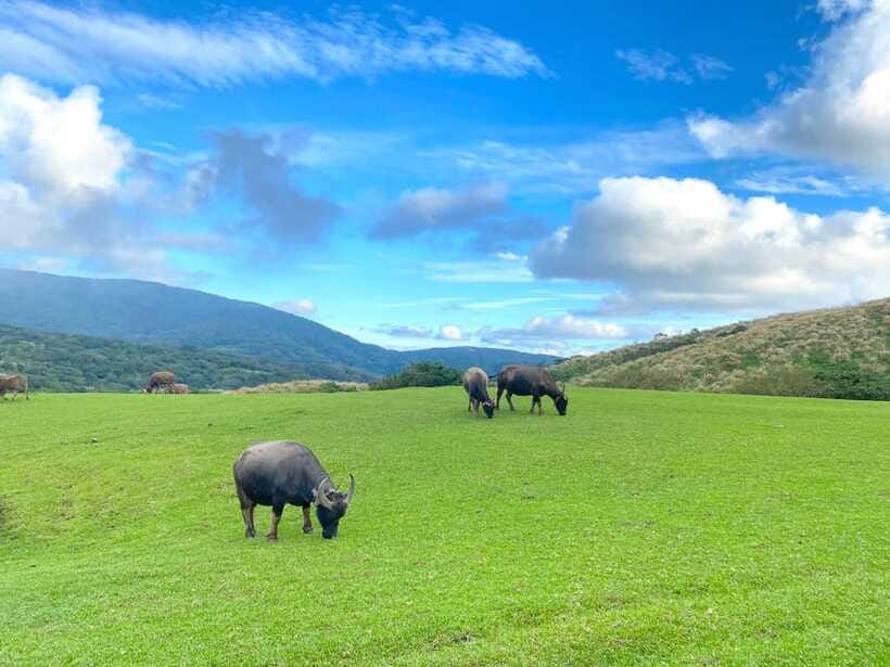 Taipei: Yangmingshan & Beitou Full-Day Tour - Zhuzihu Lunch: a calm break that keeps the day from turning into a sprint