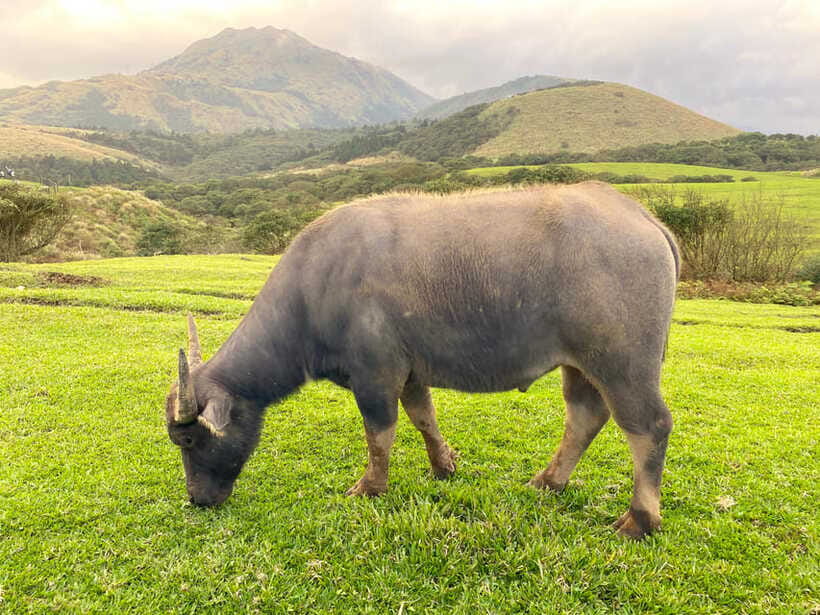 Taipei: Yangmingshan & Beitou Full-Day Tour - Shilin Night Market Finale: your food reward, with cash in hand