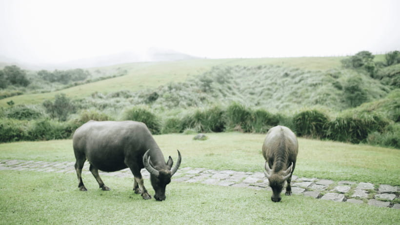 Taipei: Yangmingshan National Park Half-Day Tour - Weather reality in Yangmingshan, pack like the wind has a vote