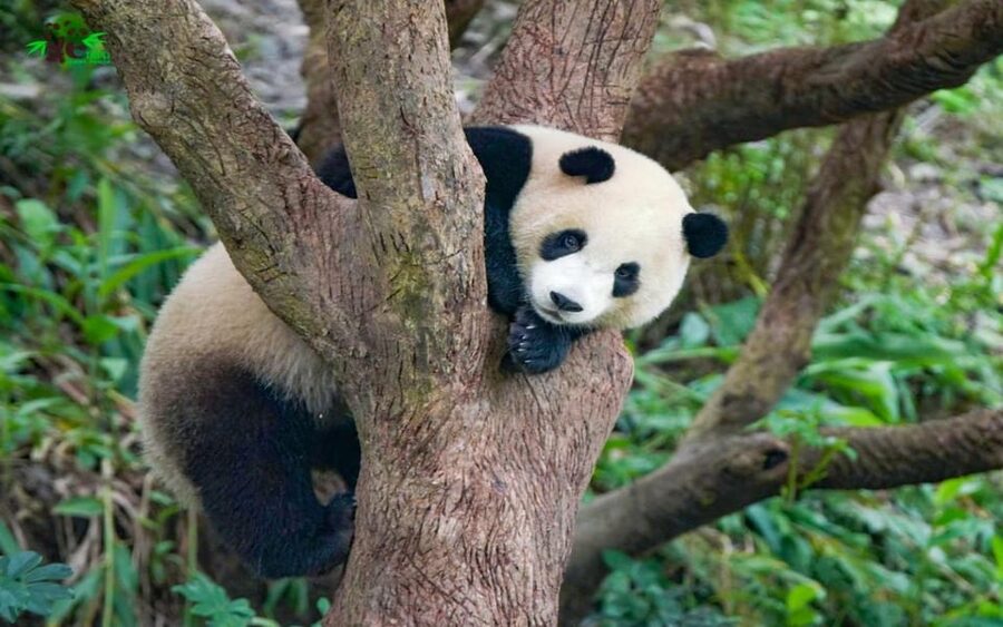 Taipei: Zoo Entrance Ticket - How the two-location redemption works (and why it matters)