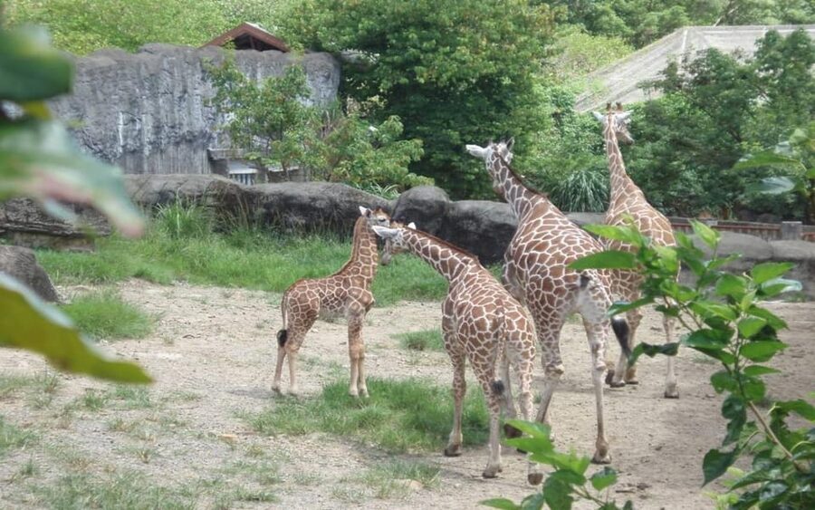 Taipei: Zoo Entrance Ticket - Timing tips that keep you out of the last-entry trap