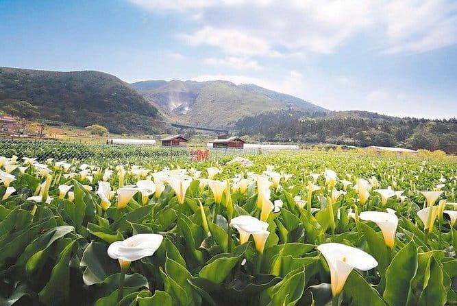 Taiwan TST : Private Tour Taipei, Yangmingshan, Beitou, Tamsui - Yangmingshan National Park: grassland views plus real geothermal walking