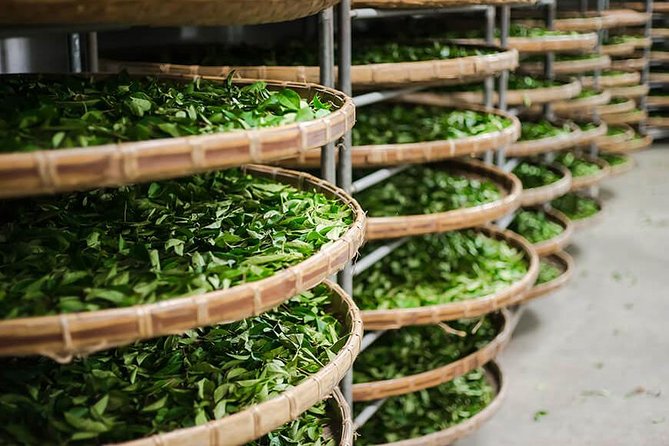 Tea of Taipei: Small-Group Tour with Taipei City Sightseeing - The Maokong Gondola segment, and how weather can change the plan