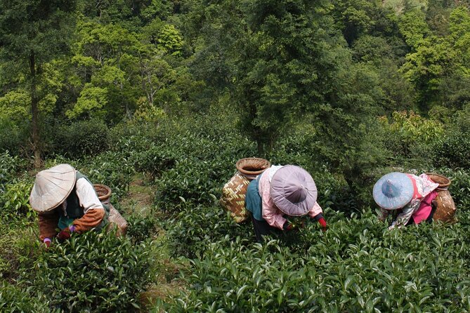 Thousand Island Lake and Pinglin Tea Plantation from Taipei - Tea Country Outside Taipei, Without Needing Your Own Transport