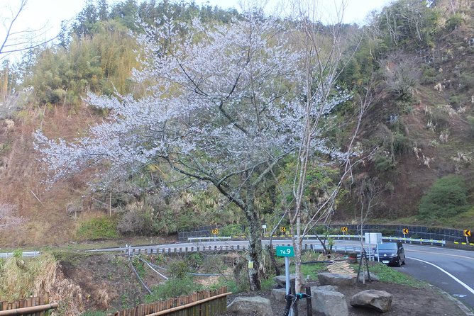 Two-day Sun Moon Lake & Alishan Forest Park Tour Package - Getting good guidance: private tour, but confirm the driver-guide setup
